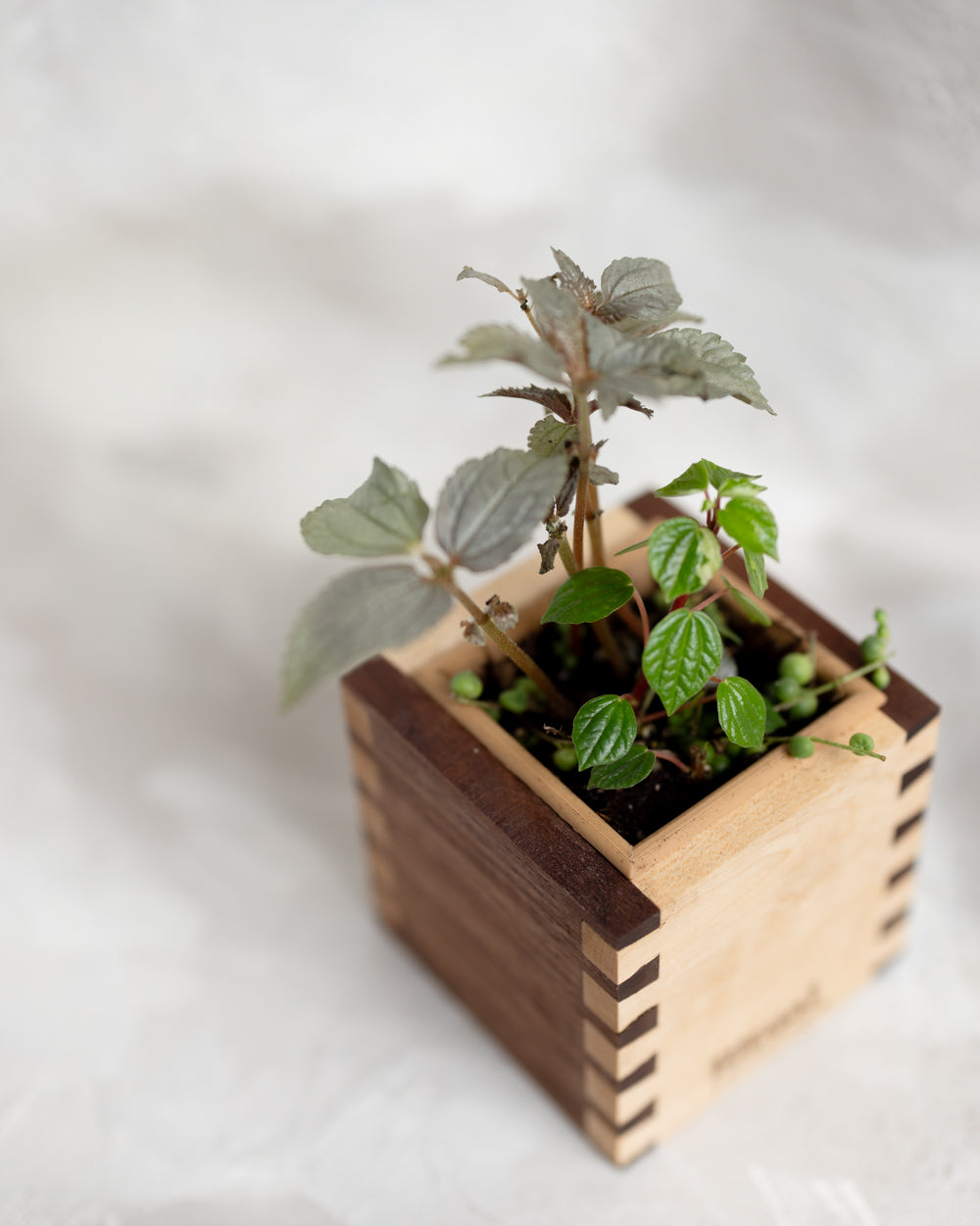Dovetail Planter - 4" Cube