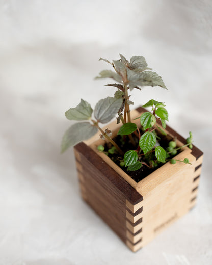 Dovetail Planter - 4" Cube